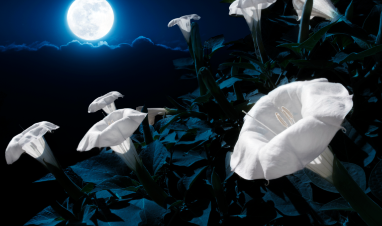 These Magical Moonflowers Bloom At Night