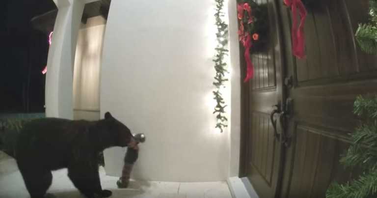 Bear Investigates Decorations On Homeowner’s Porch – Then Rings Doorbell