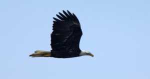 bald eagle population in Ohio is once again on the rise