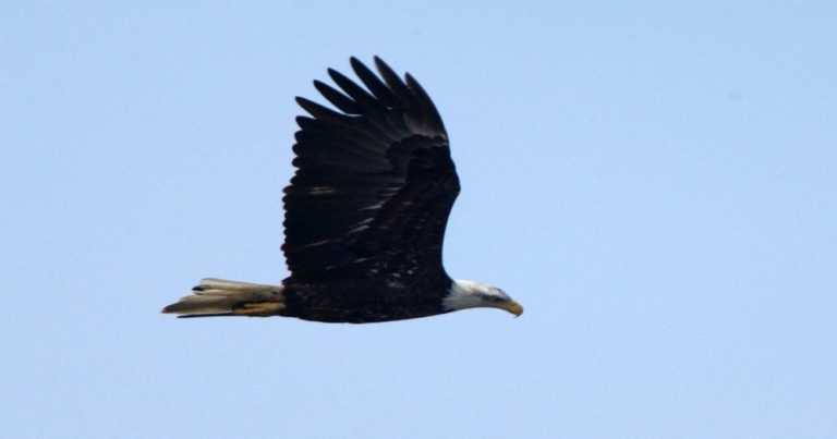 Ohio Bald Eagle Crisis Reached Low Of 4 Nests In 1970s – Now There Are Over 300