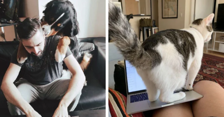 23 Coworkers With 4 Legs Who Are Loving Work From Home Days