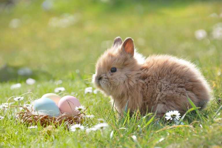 New Zealand’s Prime Minister Deems The Easter Bunny And The Tooth Fairy As ‘Essential’ Workers