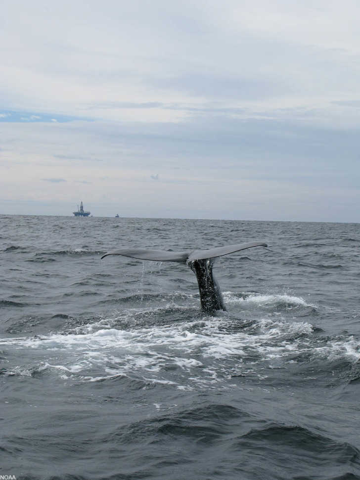 sperm whale flukes in the ocean