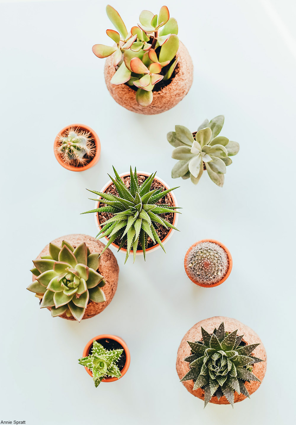 small potted succulents