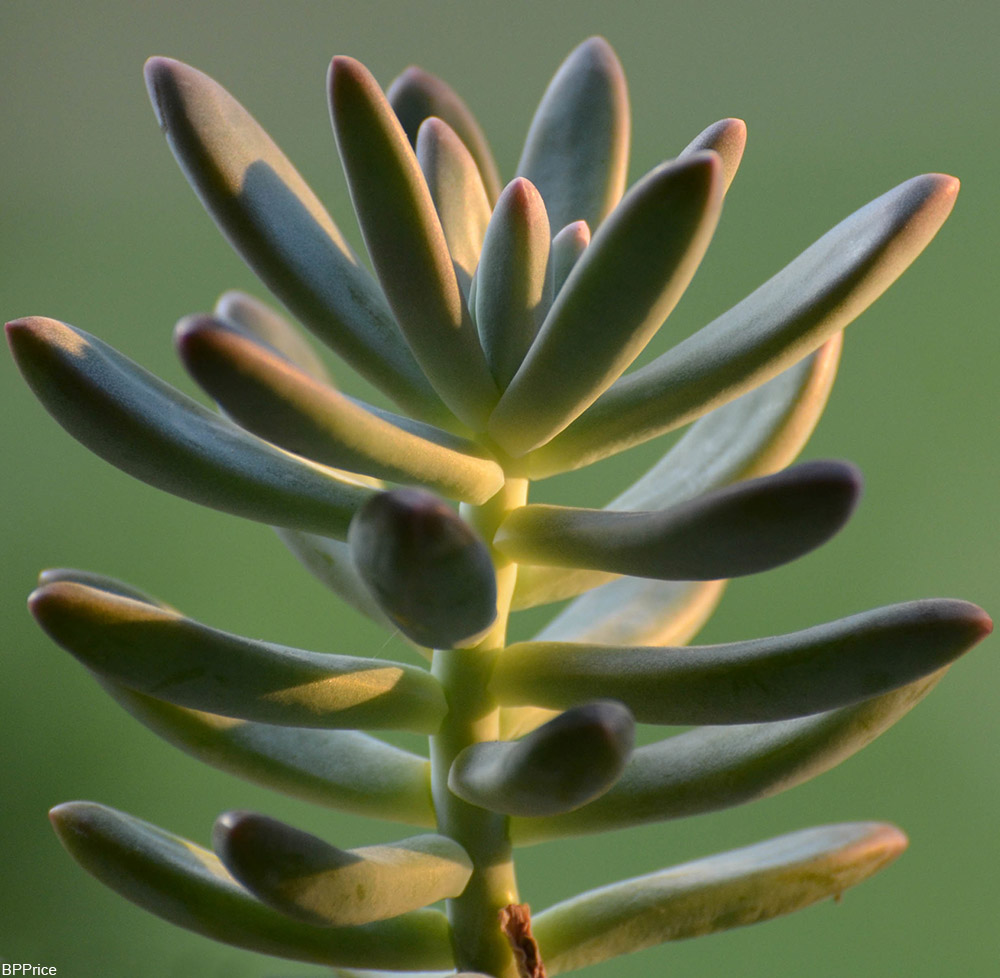 succulent leaves