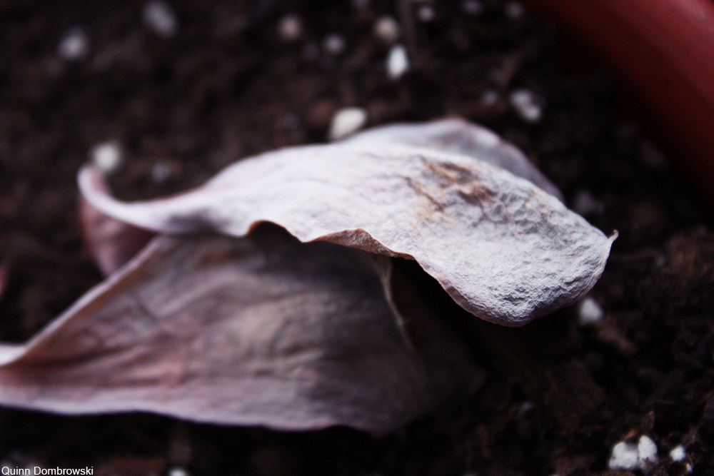 dried out Echeveria  leaves