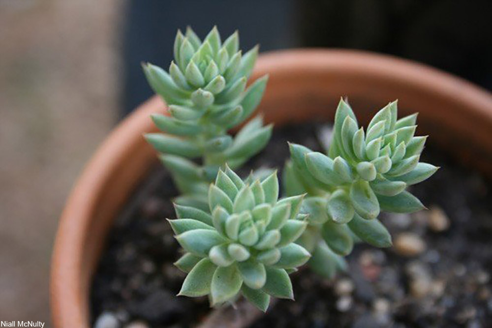 succulents in terra cotta pot