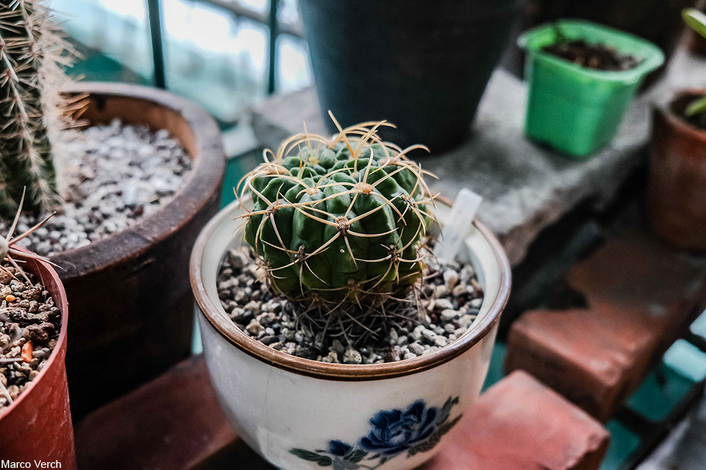 cacti in pots