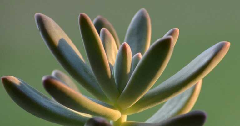 How to Keep Your Succulents Happy