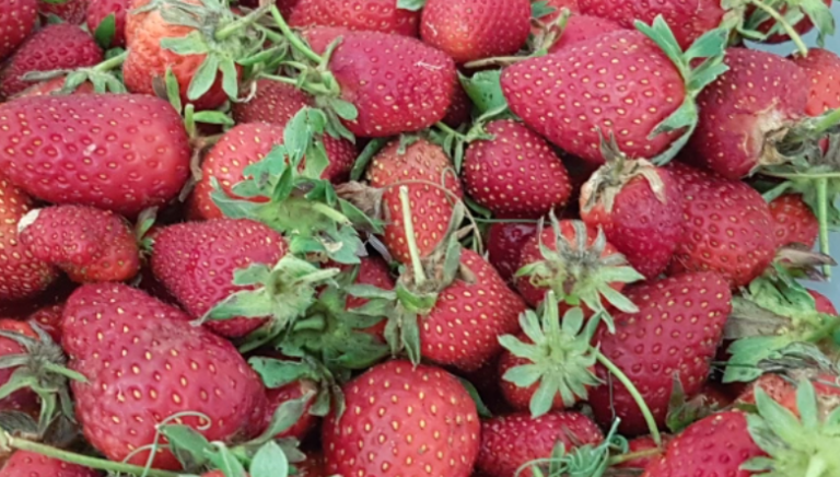 How To Keep Strawberries From Going Rotten