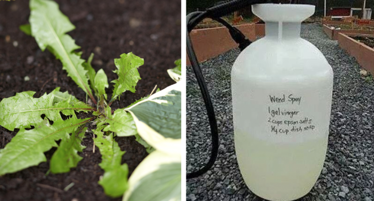 How To Make DIY ‘Weed-Be-Gone” Without The Harsh Chemicals