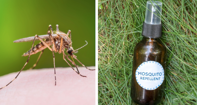 Keep Mosquitoes Out Of Your Yard With This DIY Spray