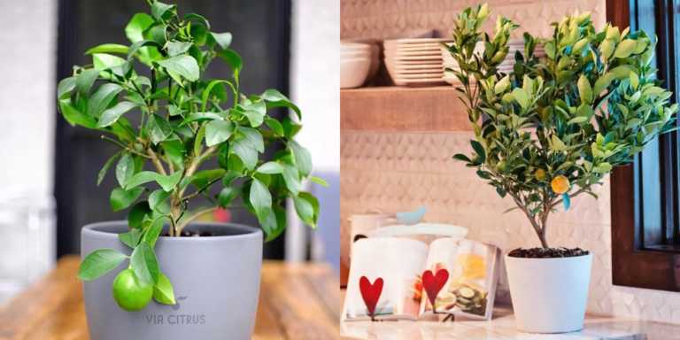 This Company Ships Adorable Mini Lemon And Lime Trees To Your Home