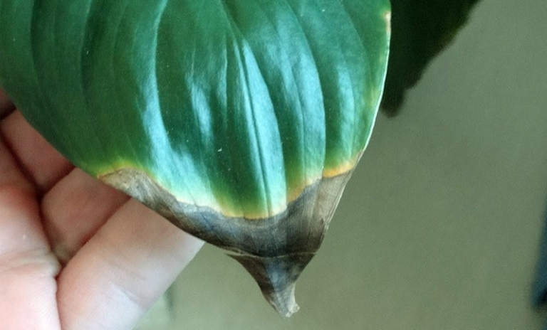 Why Are My Houseplant’s Leaves Turning Brown?