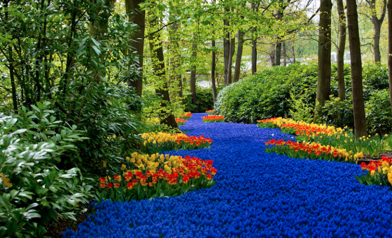 Take A Virtual Tour Of The Famous Dutch Tulip Fields