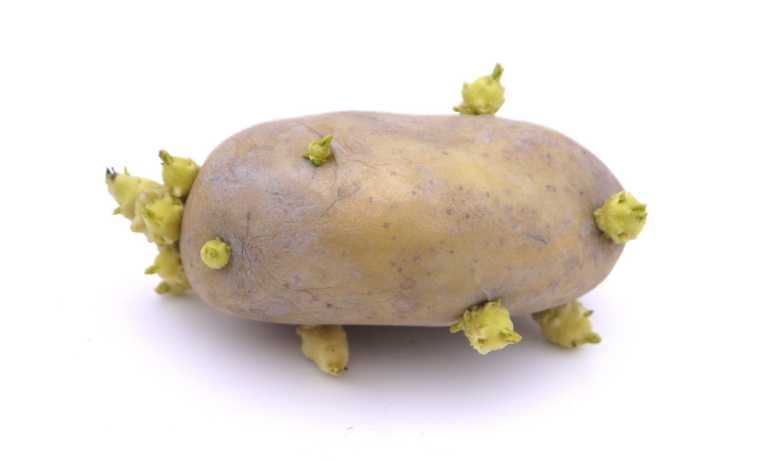 Is It Safe To Eat Potatoes With Sprouts On Them?