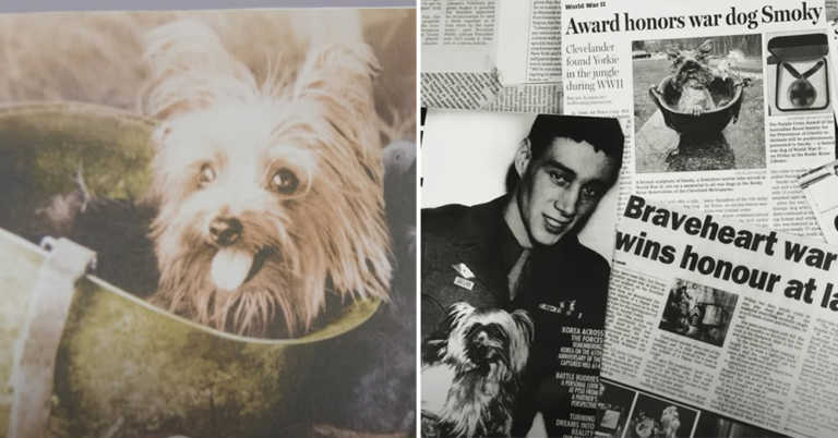 This Little Dog is a WWII Hero!