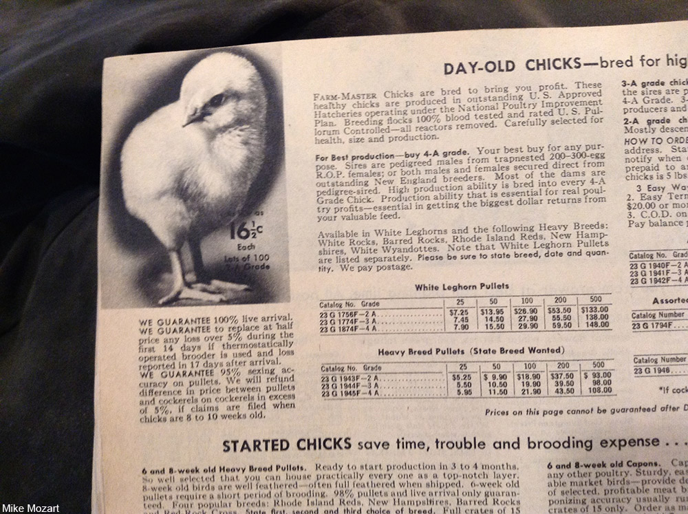 live chicks from the farm section of the Sears catalog, 1940s