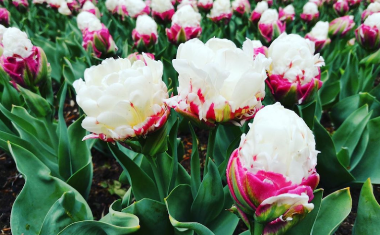These Tulips Look Just Like An Ice Cream Scoop When In Bloom