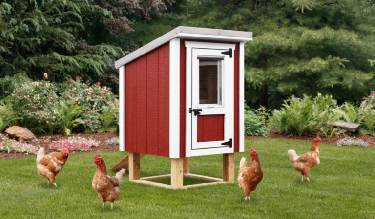 People Are Rushing To Raise Backyard Chickens Amid Egg Shortages