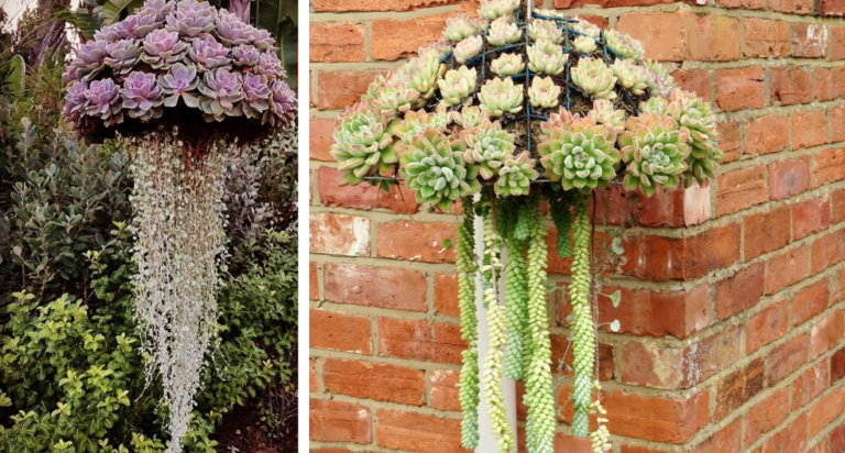 These ‘Jellyfish’ Succulents Will Transform Your Garden Into An Aquarium