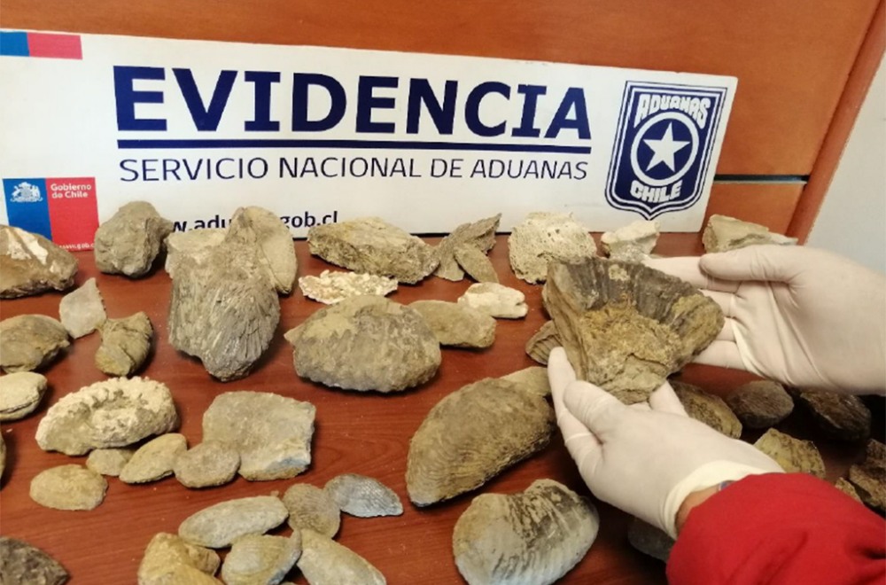 ancient fossils recovered in Chile during international sting