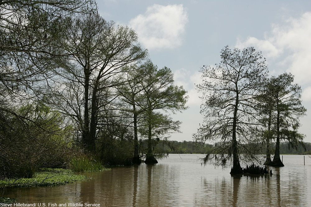 bald cypresses on the Gulf Coast in Louisiana