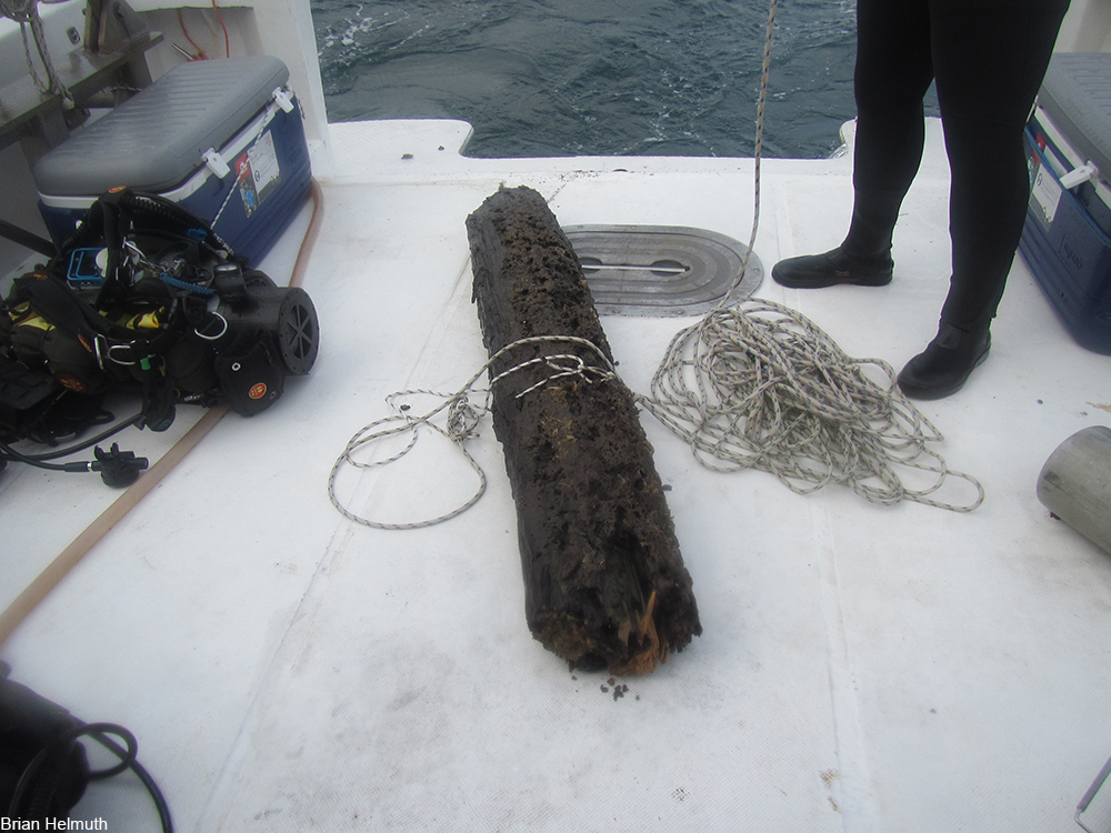 log pulled from ancient cypress forest submerged underwater on the Gulf Coast