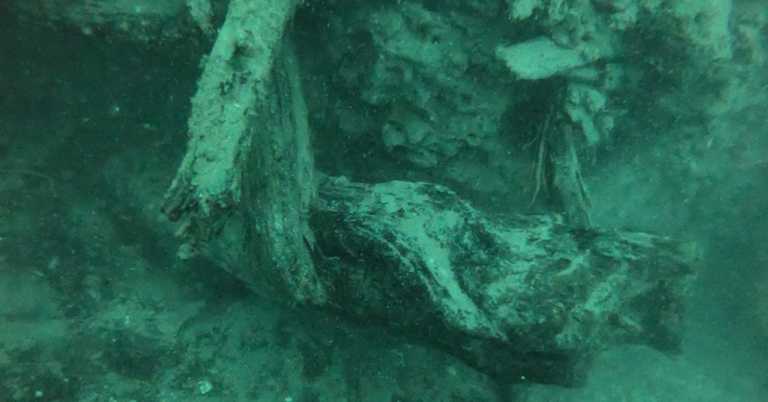 60,000-Year-Old Forest Buried for Thousands of Years May Hold Medical Discoveries
