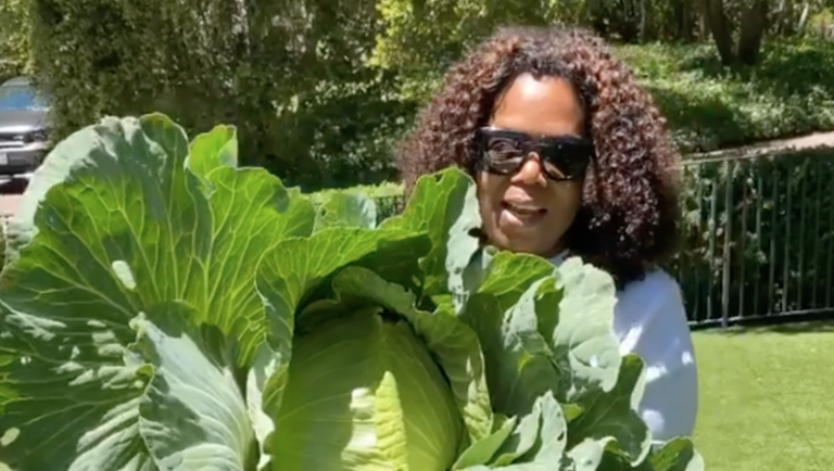 Oprah Goes Viral For Harvesting A Giant Cabbage