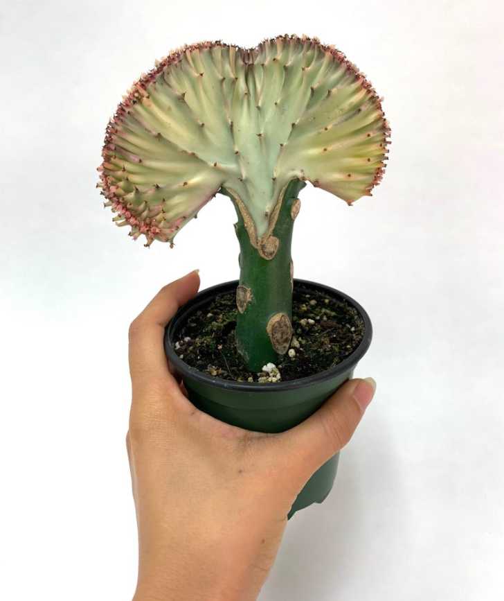 You Can Now Get Succulents That Look Like A Mermaid’s Tail 12 Tomatoes