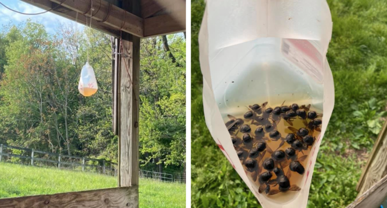 How To Make A Wood Bee Trap With An Old Milk Jug