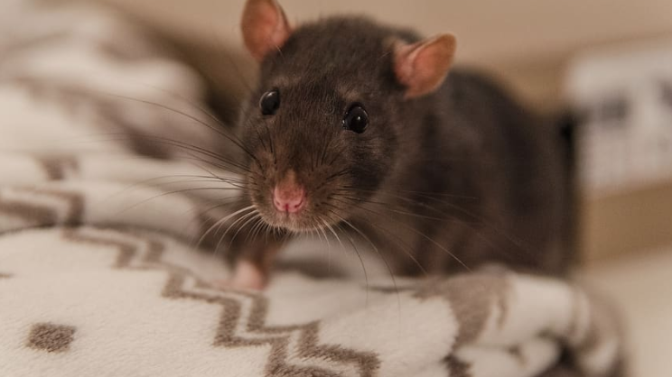 The CDC Warns About Hungry Street Rats Acting ‘Aggressively’ Amid Coronavirus