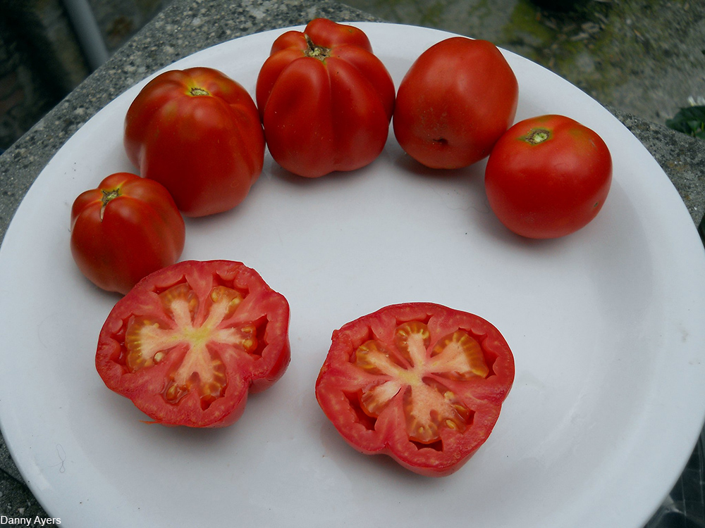 plate of sliced and whole tomatoes