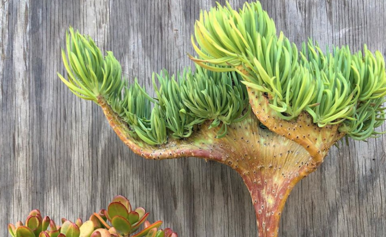 You Can Now Get Succulents That Look Like A Mermaid’s Tail
