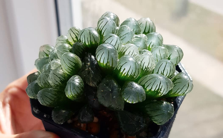 Haworthia Succulents Look Like Little Clear Watermelons