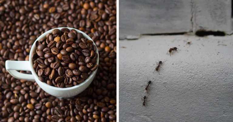 4 Effective Ways to Get Rid of Ants Naturally