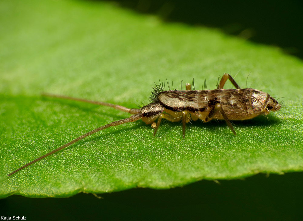 springtail on a leaf