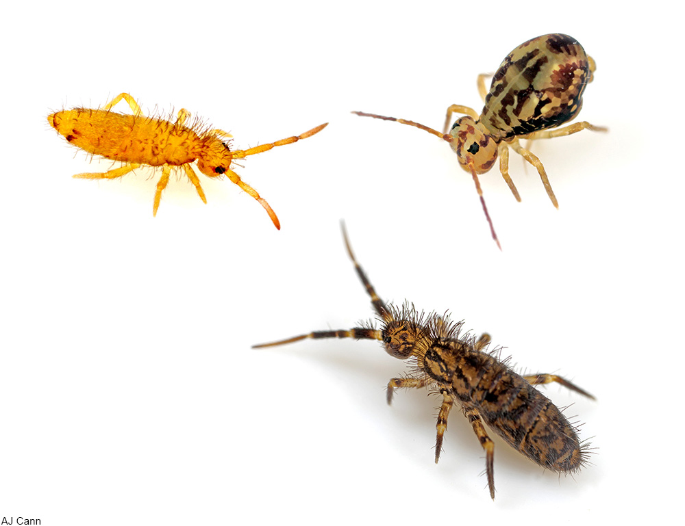 How to Get Rid of Springtails