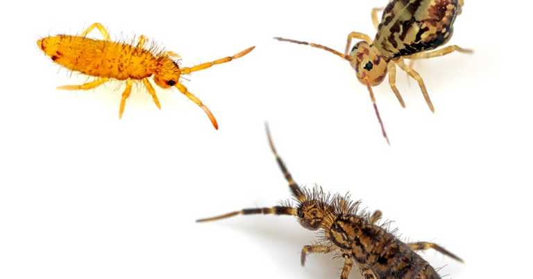 How to Get Rid of Snow Fleas in Your Home