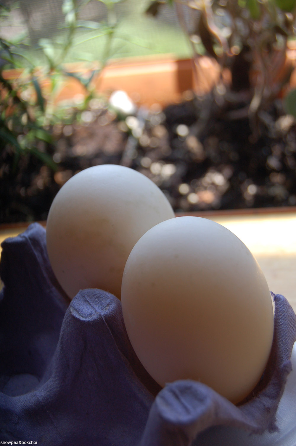 two white ducks eggs in carton