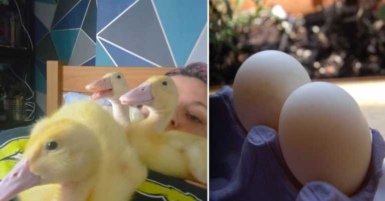 Woman Hatches Eggs from the Grocery Store