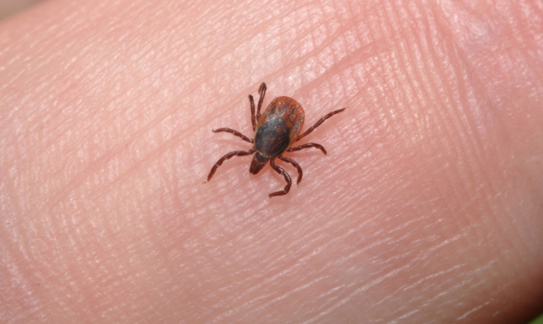 How To Make DIY Tick Repellent At Home