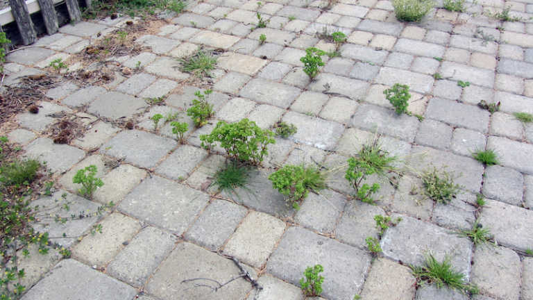 How To Use Bleach To Kill Weeds Between Pavers
