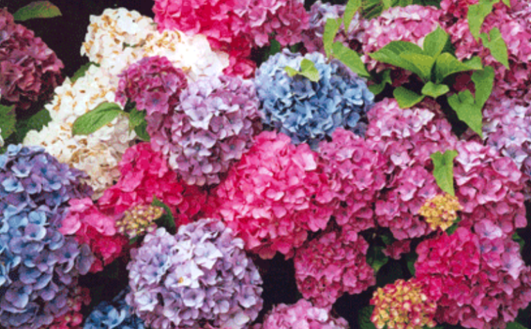 How To Change The Color Of Your Hydrangeas