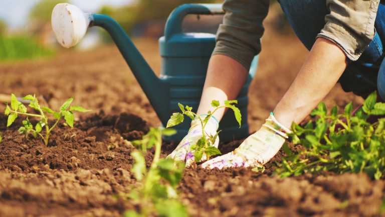 Home Gardening Can Make Your Happier, According To Princeton Study