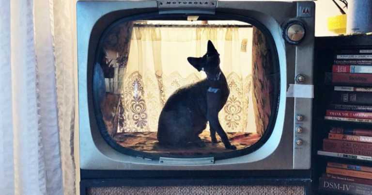 People Are Turning Old TVs Into Cat Beds