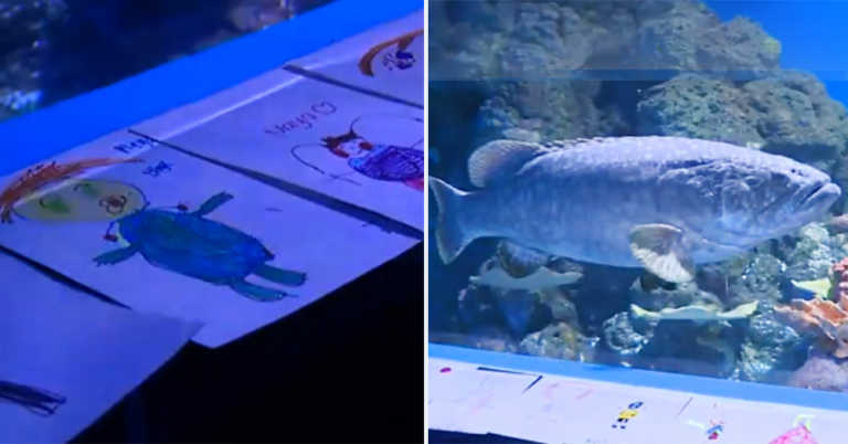 First Graders Mail Drawings to Lonely Fish in Aquarium