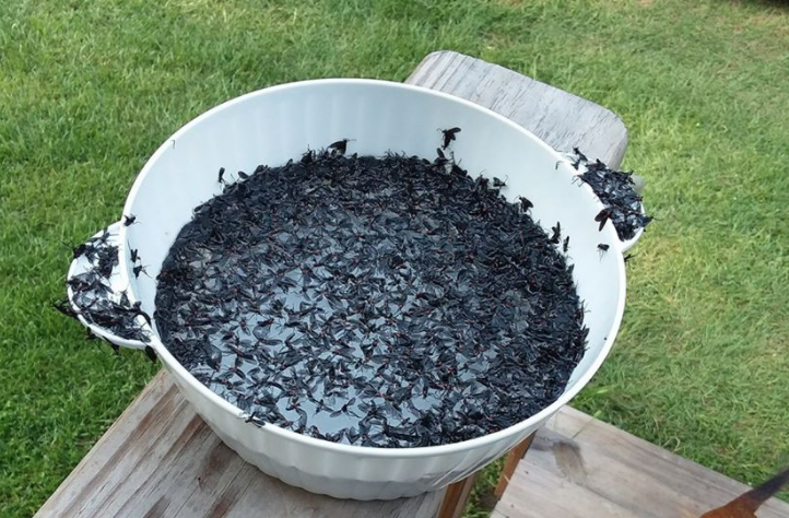 Use This Simple Trick To Capture LoveBugs In Your Backyard