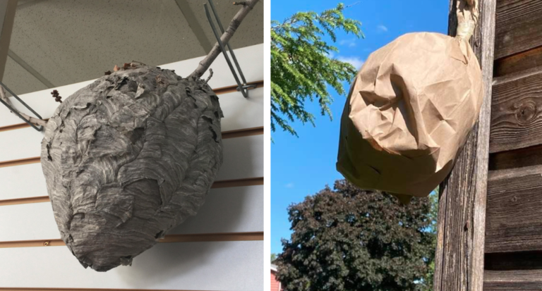How To Keep Wasps Away From Your Home With A Lunch Bag